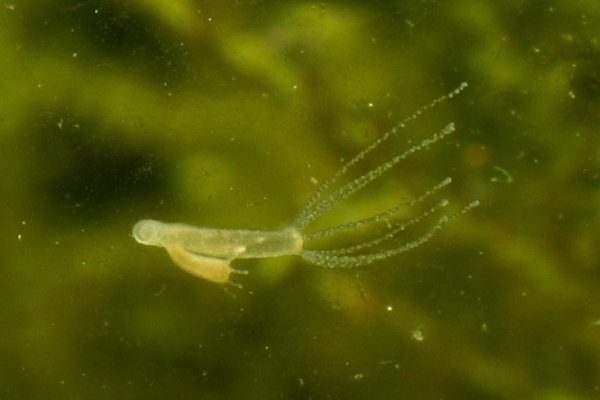 Krab26 cc ветеринар гид