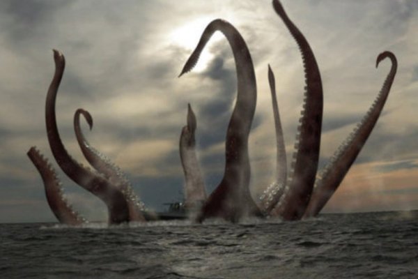 Kraken хирургия питомцев