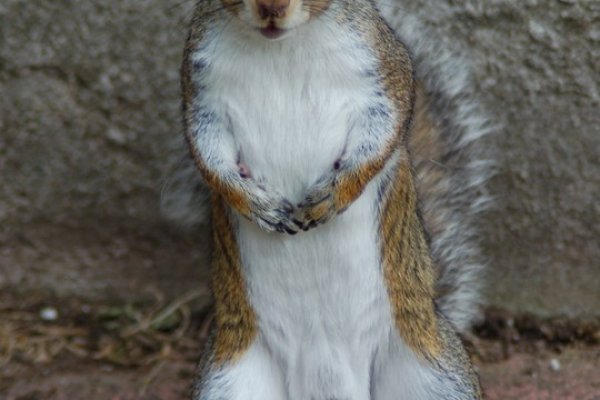 Krab20 cc здоровье животных