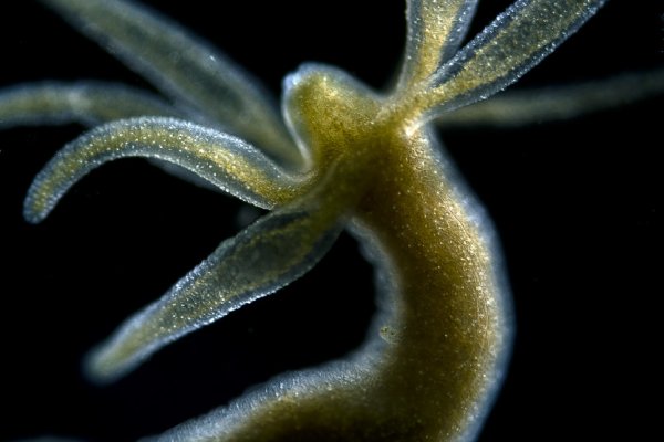 Ссылки переходника ветеринар гид