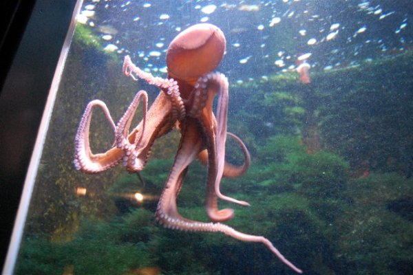 Krab22 at ветеринарная клиника