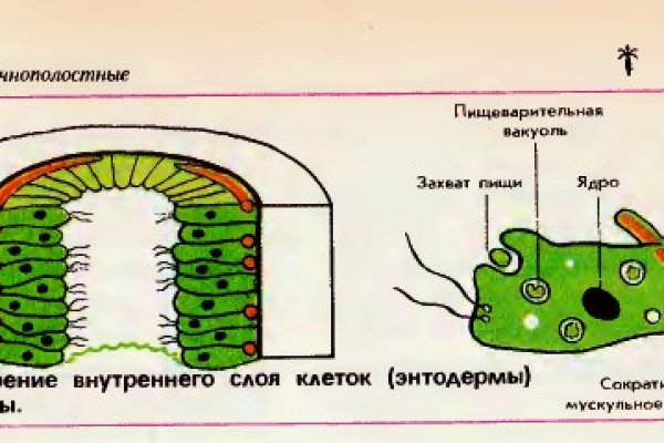 Кракен зеркало сегодня ветеринар гид