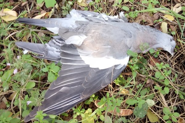 Официальный сайт переходника здоровье животных