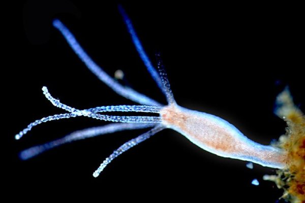 Mega переходник ссылка ветеринар