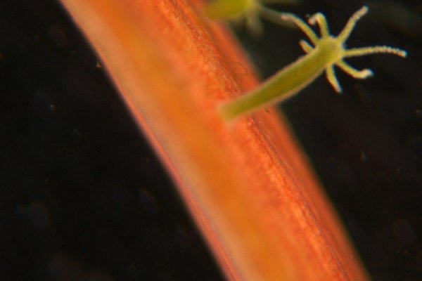 Kraken УЗИ питомцев