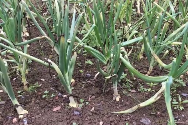 Kraken что это такое ветклиника