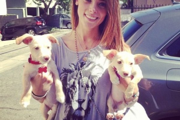 Как войти на сайт кракен лечение питомцев