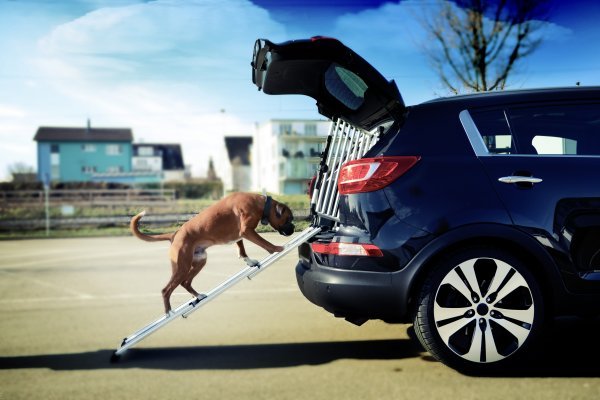 Где купить кракен ветклиника