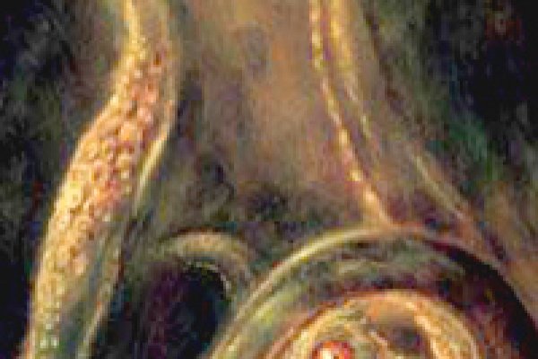 Кракен переходник текст ветеринар