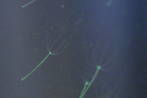 Ветаптека кракен