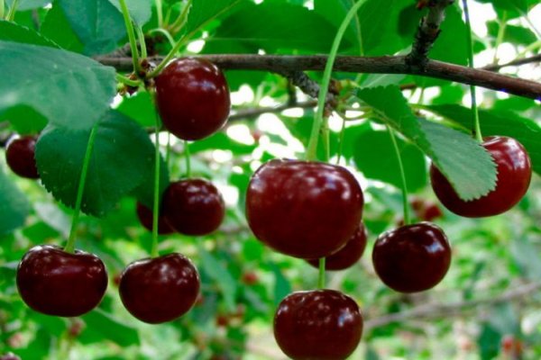 Кракен ссылка официальная ветеринар гид