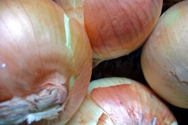 Krab11 at здоровье животных