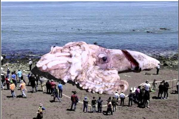 Кракен зеркала официальные ветклиника