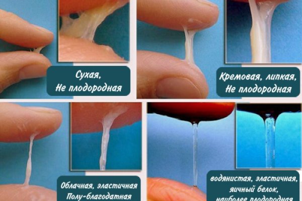 Kraken ссылка актуальная ветеринар гид