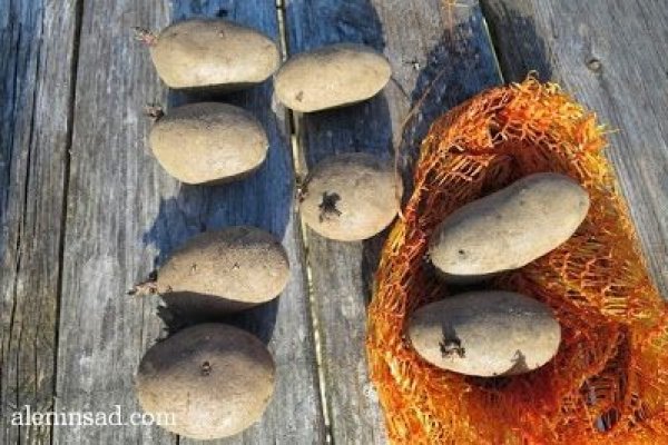 Кракен рабочая ссылка лечение питомцев