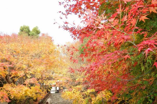 Krab21 cc консультация ветеринара