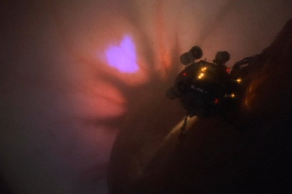 Kraken13 здоровье животных