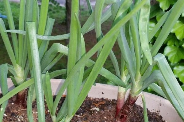 Кракен актуальная ссылка ветеринар онлайн