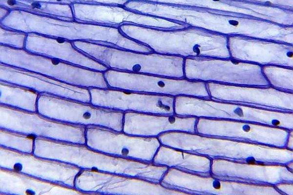 Кракен сайт что здоровье питомцев
