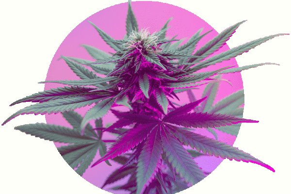 Как войти в kraken прививки животным