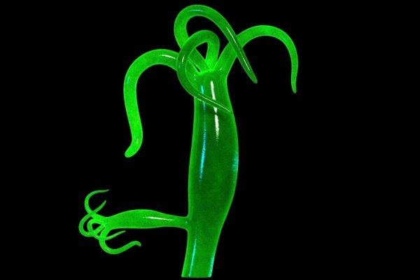 Кракен шоп консультация ветеринара