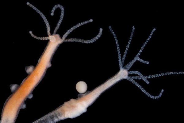 Как войти в переходник прививки животным