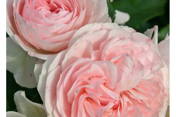 Krab32 at ветеринарная клиника