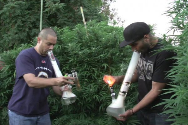 Ссылки сайтов переходника лечение питомцев