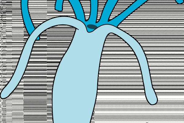 Krab46 at ветеринар онлайн