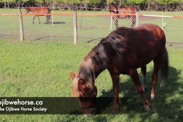 Список переходник сайтов ветеринар