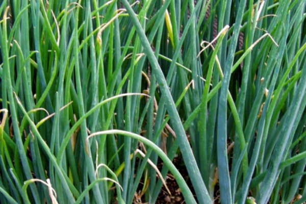 Kraken вход kraken torion здоровье животных