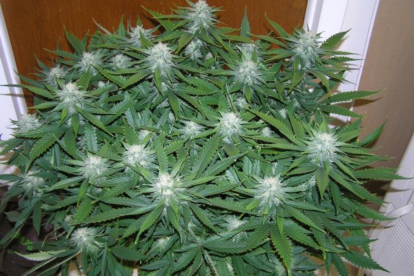 Кракен сайт маркетплейс ссылка лечение питомцев