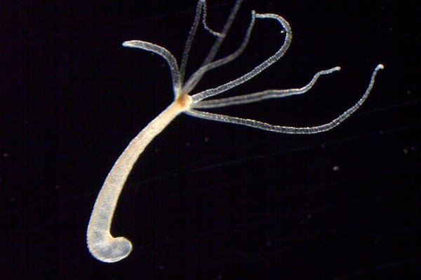 Dark net официальный сайт здоровье животных