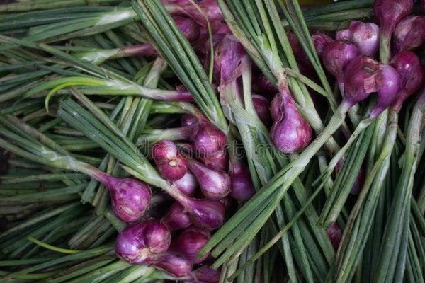 Kraken16 ветеринар гид