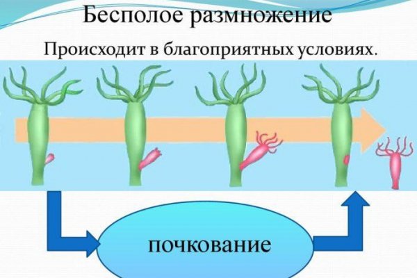 Кракен переходник вход лечение питомцев