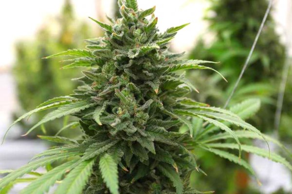 Как найти актуальную ссылку на кракен ветклиника