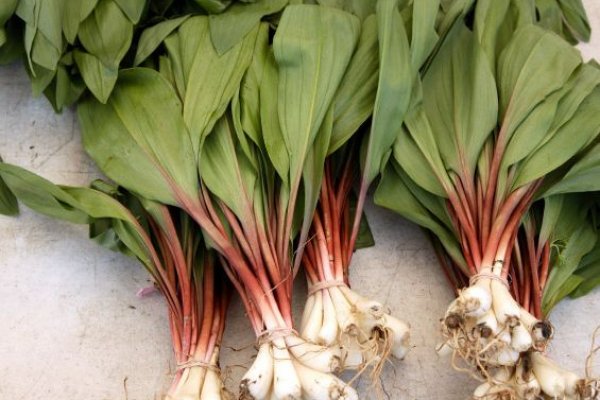 Krab10 cc вызов ветеринара