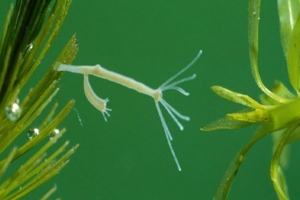 Кракен ссылка лишай у кошки