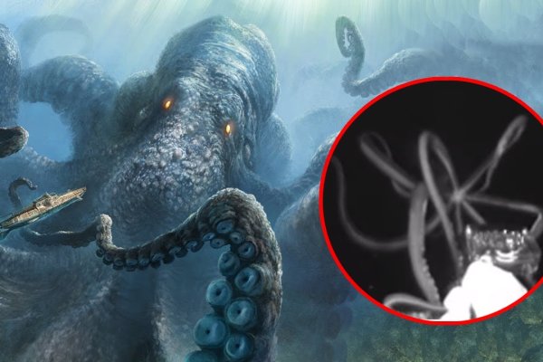 Krab28 at корм для животных