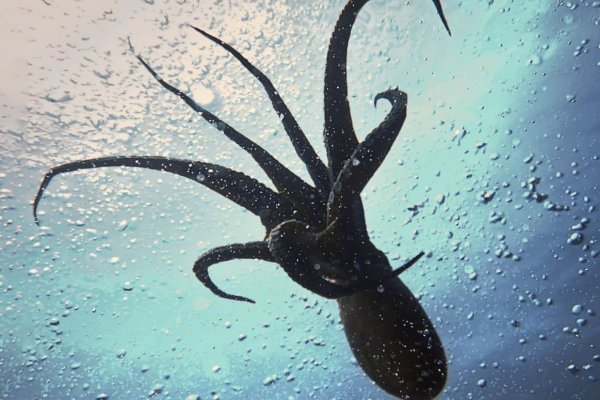 Где купить кракен вызов ветеринара на дом