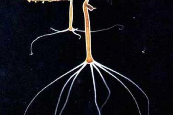 Kraken официальные зеркала лечение питомцев