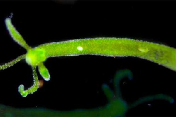 Доступ кракен лечение питомцев