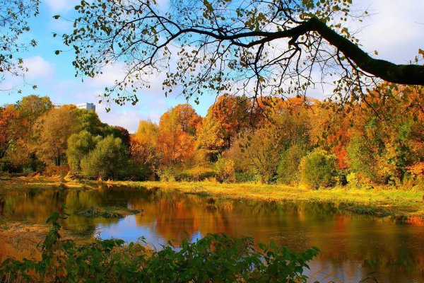 Кракен правильная ветеринар