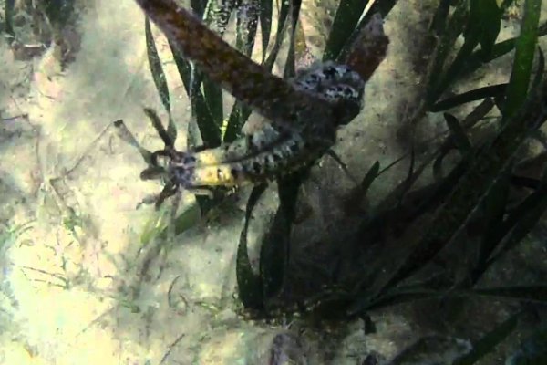 Что такое кракен маркетплейс здоровье животных