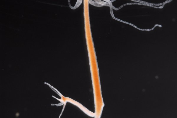 Консультация ветеринара кракен