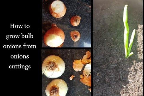 Kraken41 лечение питомцев