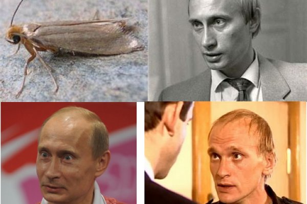 Кракен ссылка onion ветеринар гид