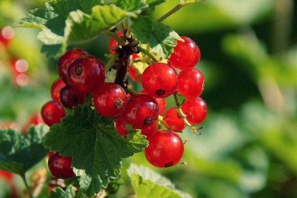 Ошибка на кракене здоровье животных